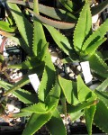 Aloe Ericetorum