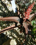 Aloe Erythrophylla