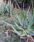 Aloe Esculenta