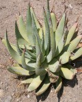 Aloe Falcata