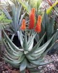 Aloe Ferox