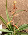 Aloe Fimbrialis