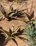 Aloe Fleurentiniorum