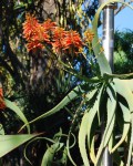 Aloe Flexilifolia