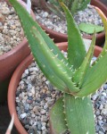 Aloe Gariepensis