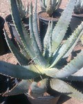 Aloe Gerstneri