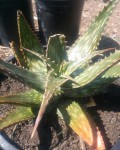 Aloe Harlana