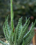 Aloe humilis