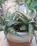 Aloe Jucunda