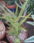 Aloe Kedongensis