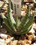 Aloe Khamiesensis