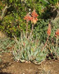 Aloe Krapohliana