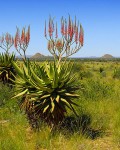 Aloe Littoralis