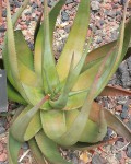 Aloe Lutescens