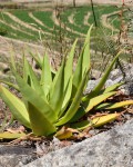 Aloe Manandonae