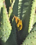 Aloe Marlothii