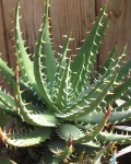 Aloe Melanacantha