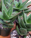 Aloe Meyeri