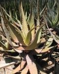 Aloe Microstigma