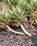 Aloe Mitriformis