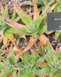 Aloe Mubendiensis