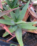 Aloe Mzimbana