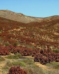 Aloe Pearsonii