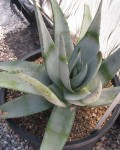 Aloe Petricola