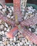 Aloe Pictifolia