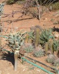 Aloe Pillansii