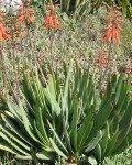 Aloe Plicatilis