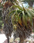 Aloe Pluridens