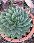 Aloe Polyphylla