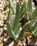 Aloe Porphyrostachys