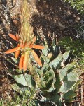 Aloe Pratensis