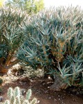 Aloe Ramosissima