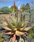 Aloe Reitzii