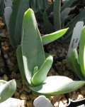 Aloe Reynoldsii