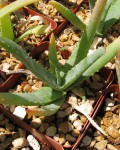 Aloe Richardsiae