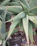 Aloe Rubroviolacea