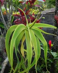 Aloe Sabaea