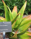 Aloe Secundiflora