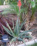 Aloe Soccotrina