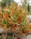 Aloe Spicata