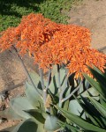 Aloe Striata