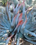 Aloe Suprafoliata