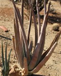 Aloe Suzannae