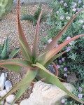 Aloe Tauri