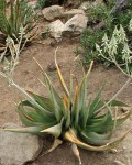 Aloe Tomentosa