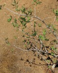 Bursera Filicifolia